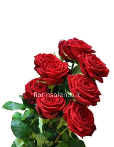 Rose rosse a stelo extra Equador -Explorer