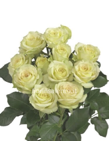 Rose bianche a steli, prima scelta, lunghezza 80 cm.