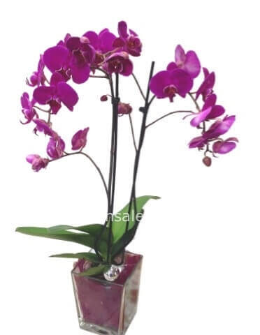 Pianta di Phaleonopsis, diversi colori a richiesta.