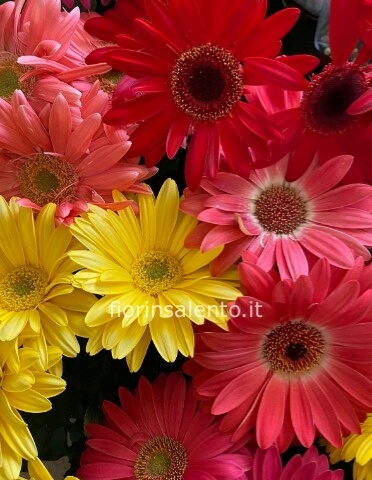 Cassetta di 8 piantine - gerberina colorata