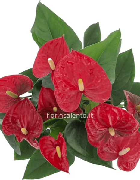 ANTHURIUM VASO 15 -17